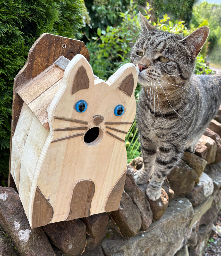 BB-cat1